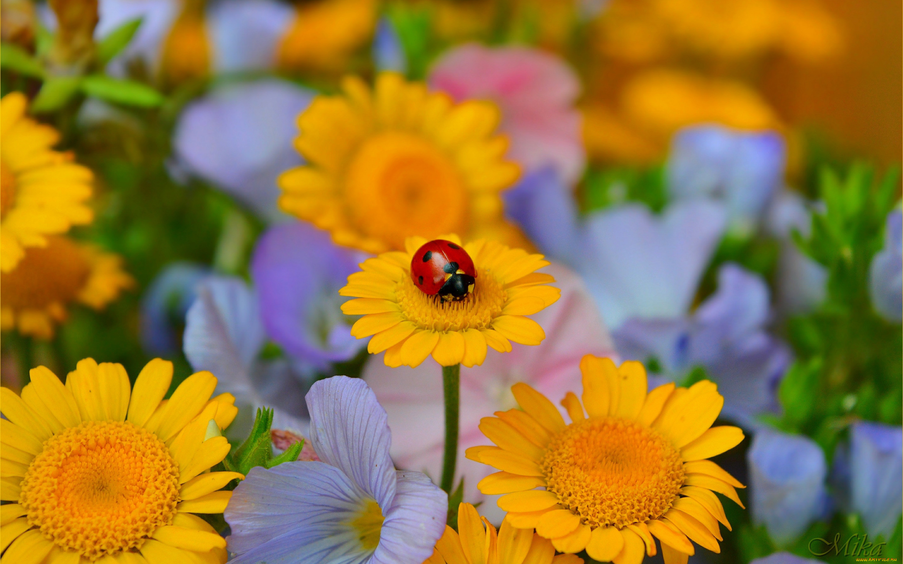 ,  , flowers, , , 